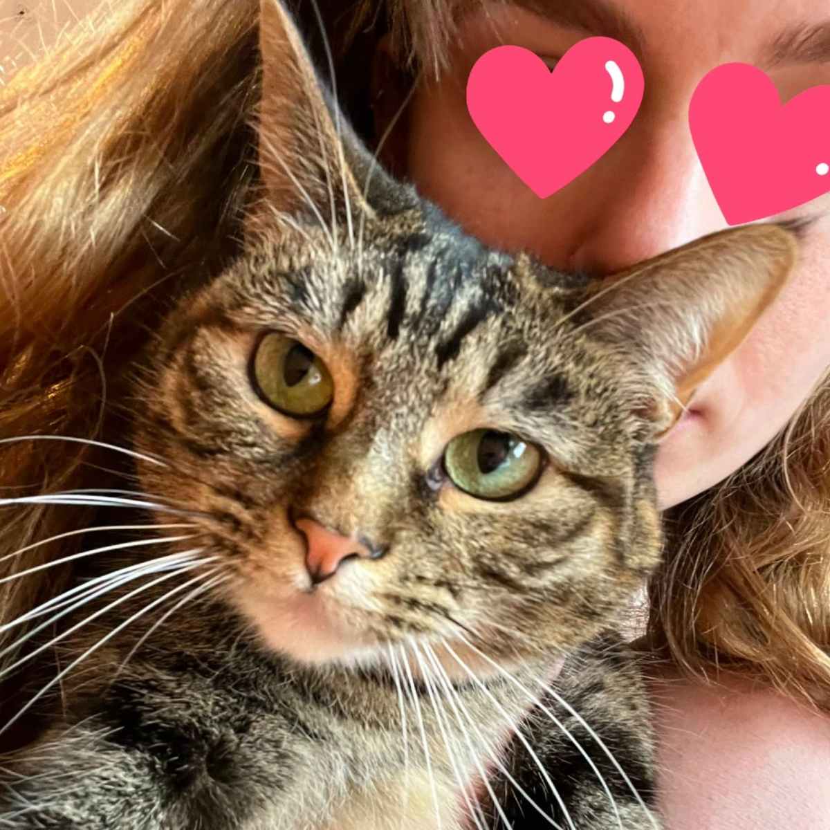 EMMY - Domestic Shorthair available for adoption