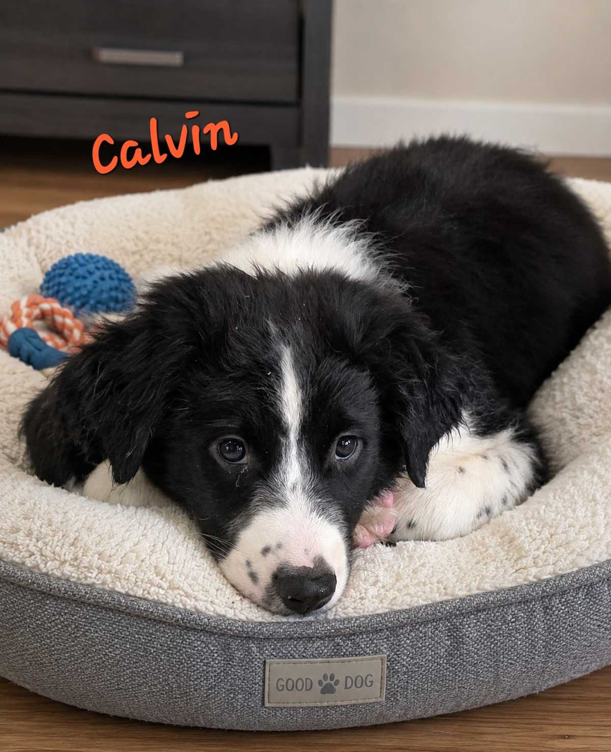 CALVIN~ADOPTED! - Border Collie / Australian Shepherd available for adoption