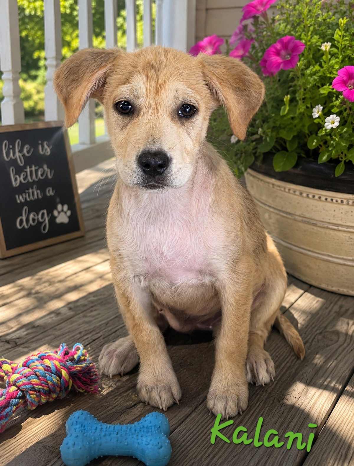 KALANI - Husky / Golden Retriever available for adoption