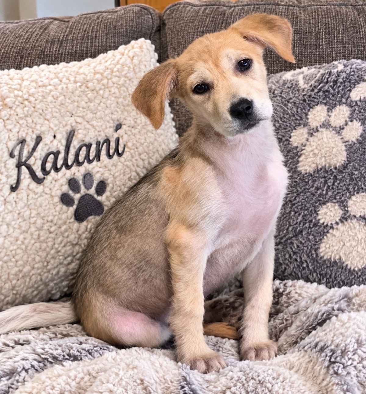 KALANI - Husky / Golden Retriever available for adoption