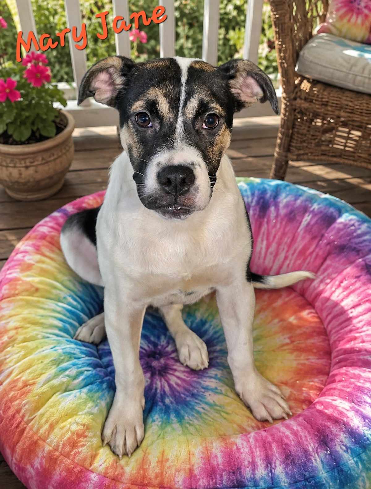 MARY JANE - American Bulldog / Great Pyrenees available for adoption