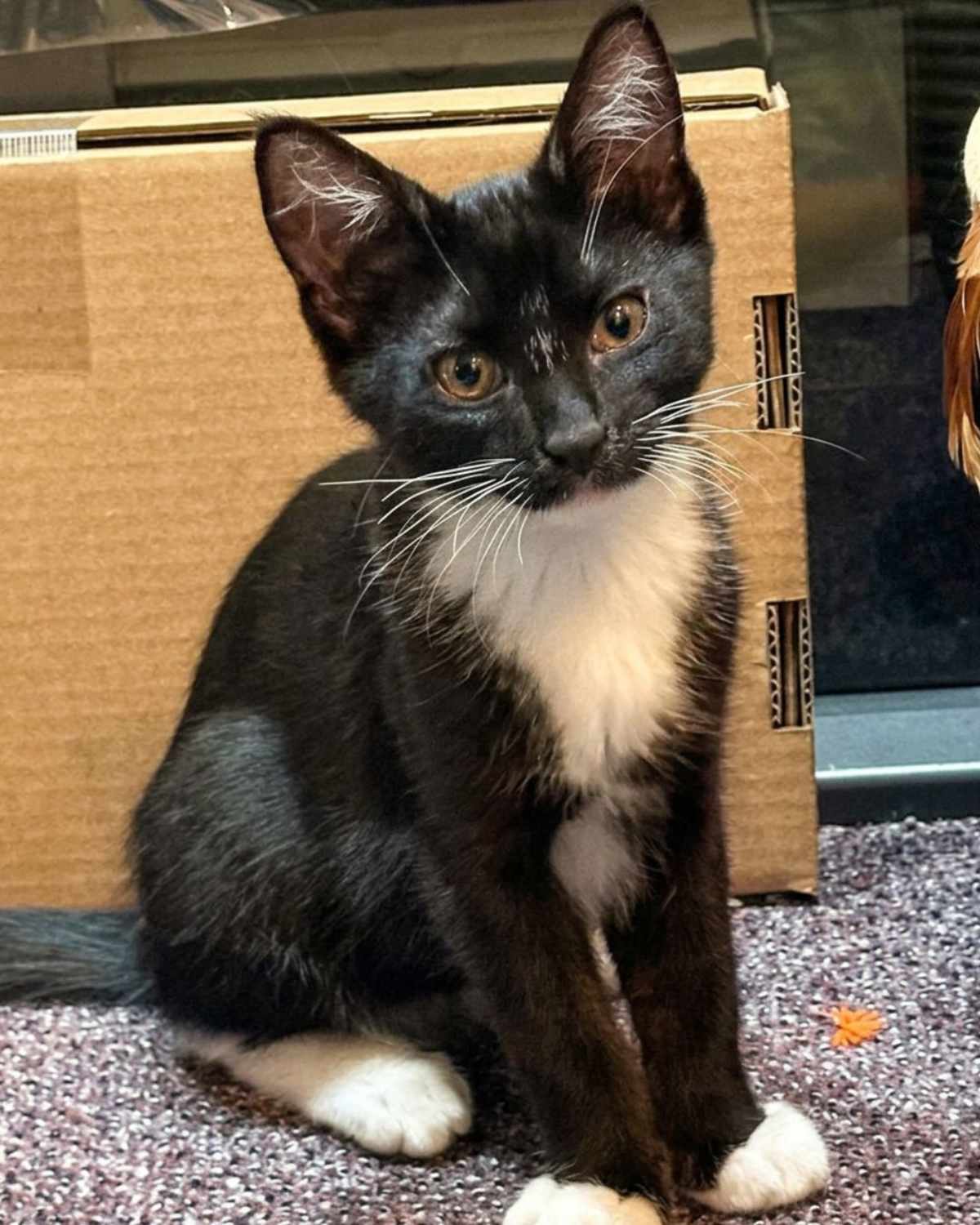 THUMPER - YOUR CAT’S NEW BFF