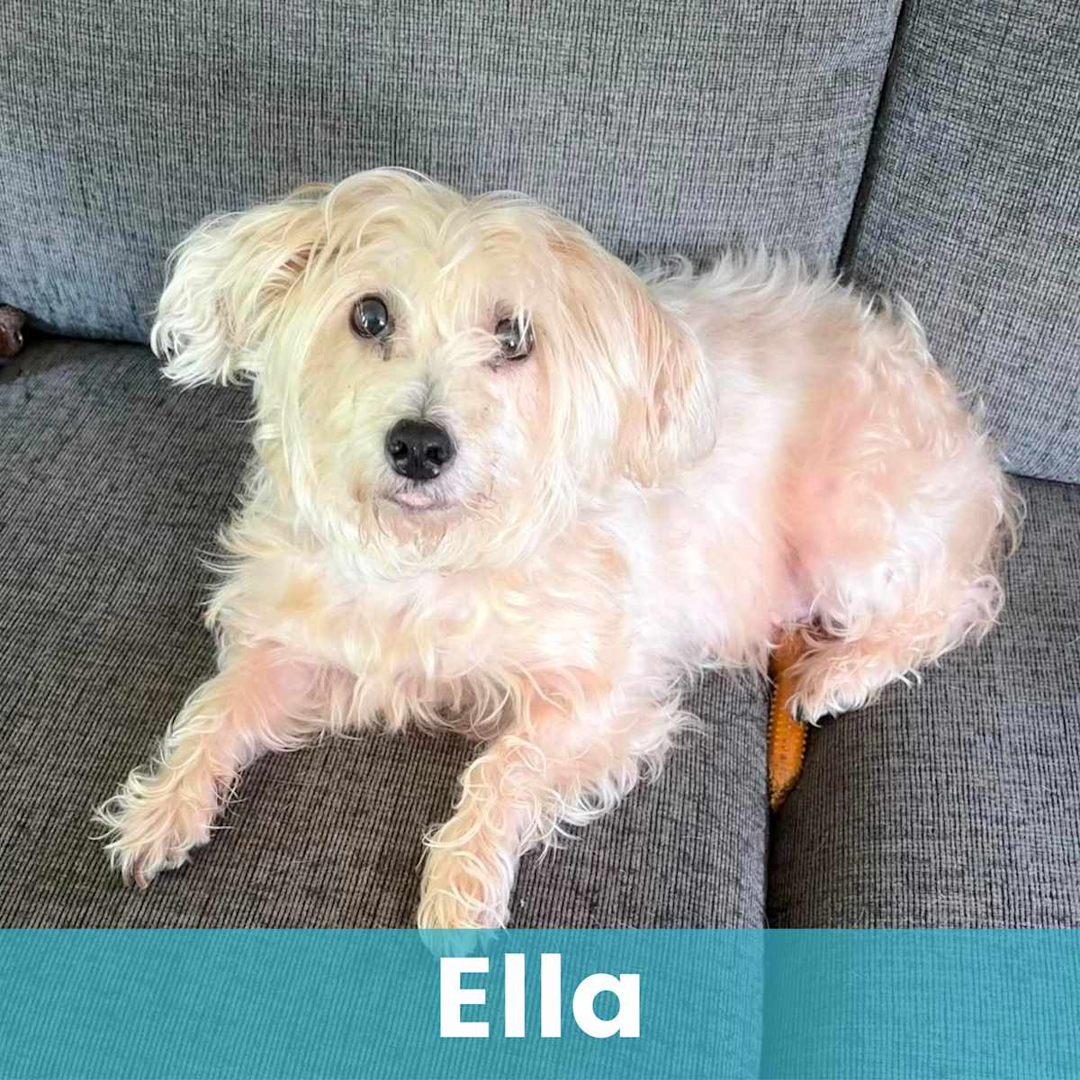 ELLA - Mixed Breed (Small) available for adoption