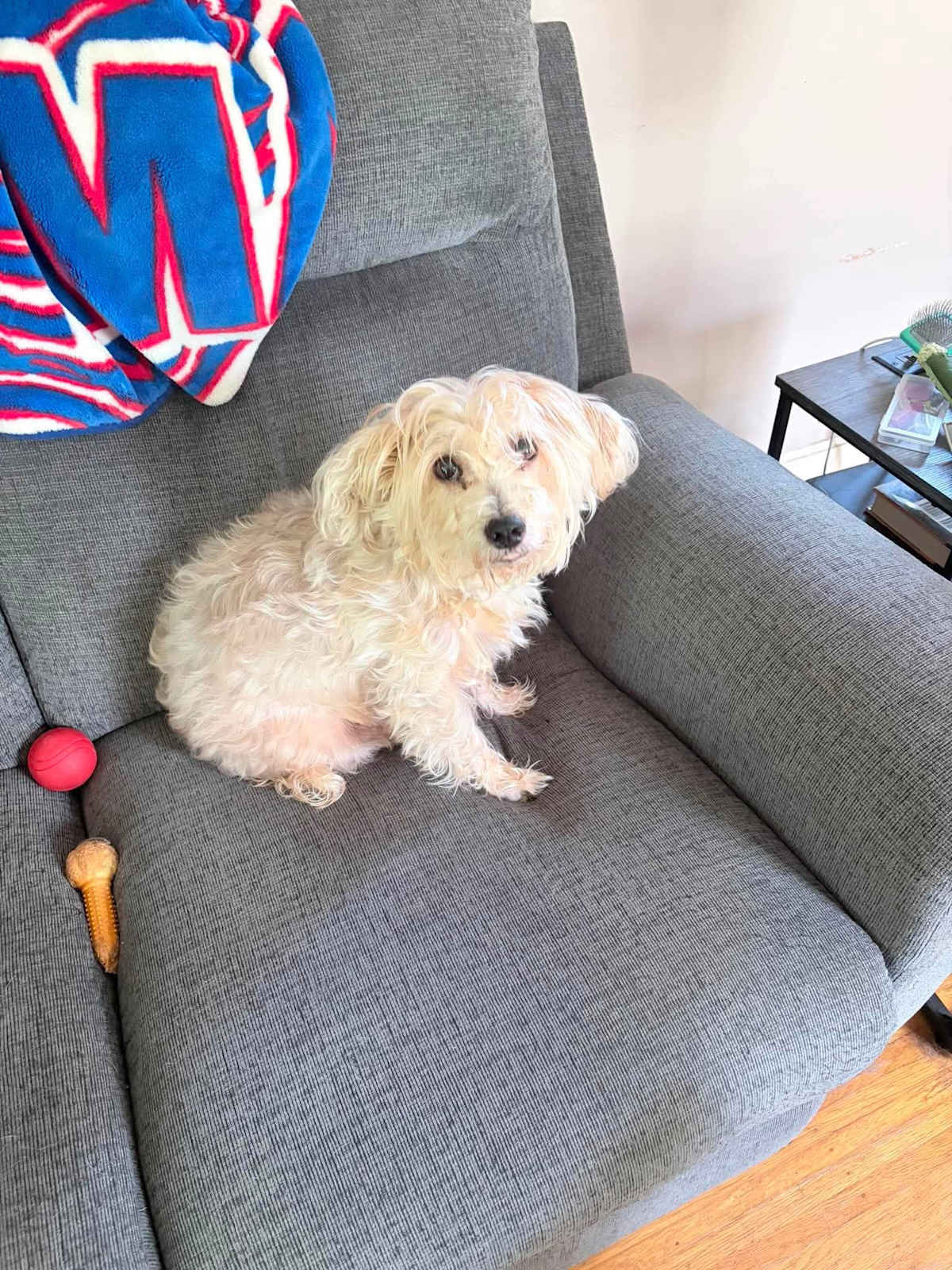 ELLA - Mixed Breed (Small) available for adoption