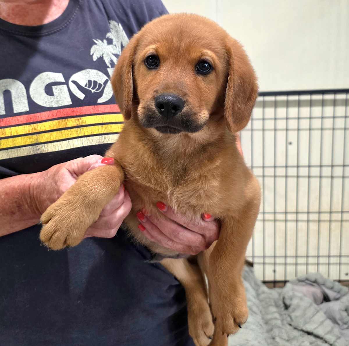 TUCKER~ADOPTED! - Beagle / Labrador Retriever available for adoption