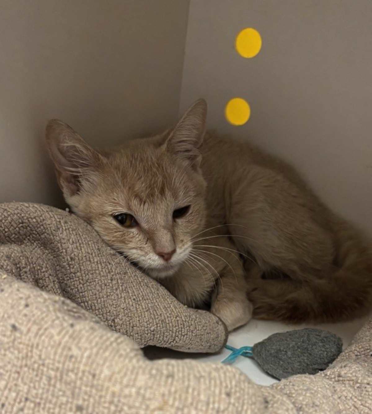 SUNSHINE - Domestic Shorthair available for adoption