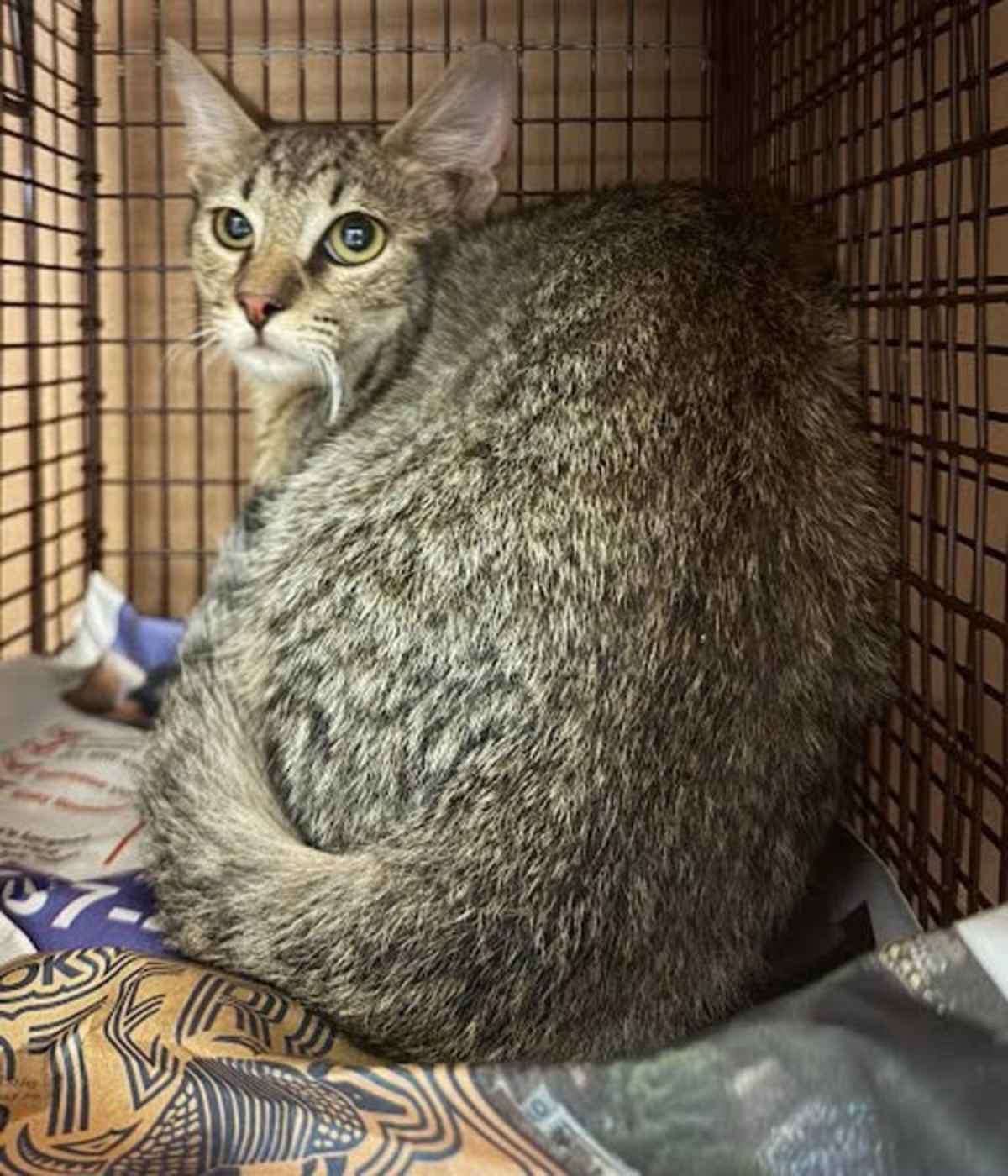 STARRY NIGHT - Domestic Shorthair available for adoption