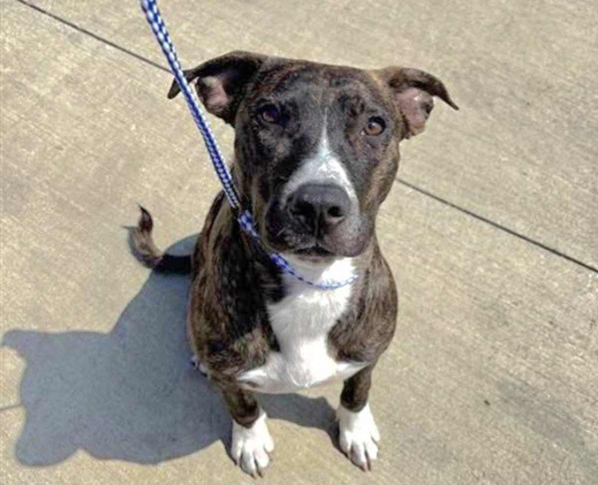 LUNCH BOX - Bull Terrier available for adoption