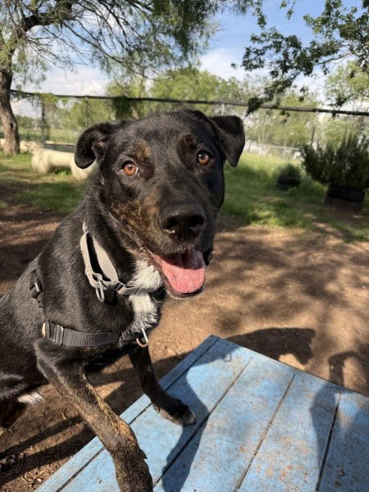 LANDO - Labrador Retriever available for adoption