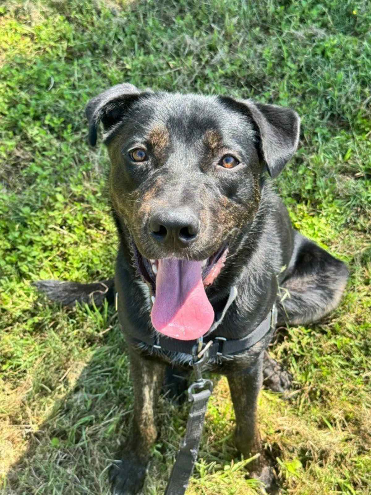 LANDO - Labrador Retriever available for adoption