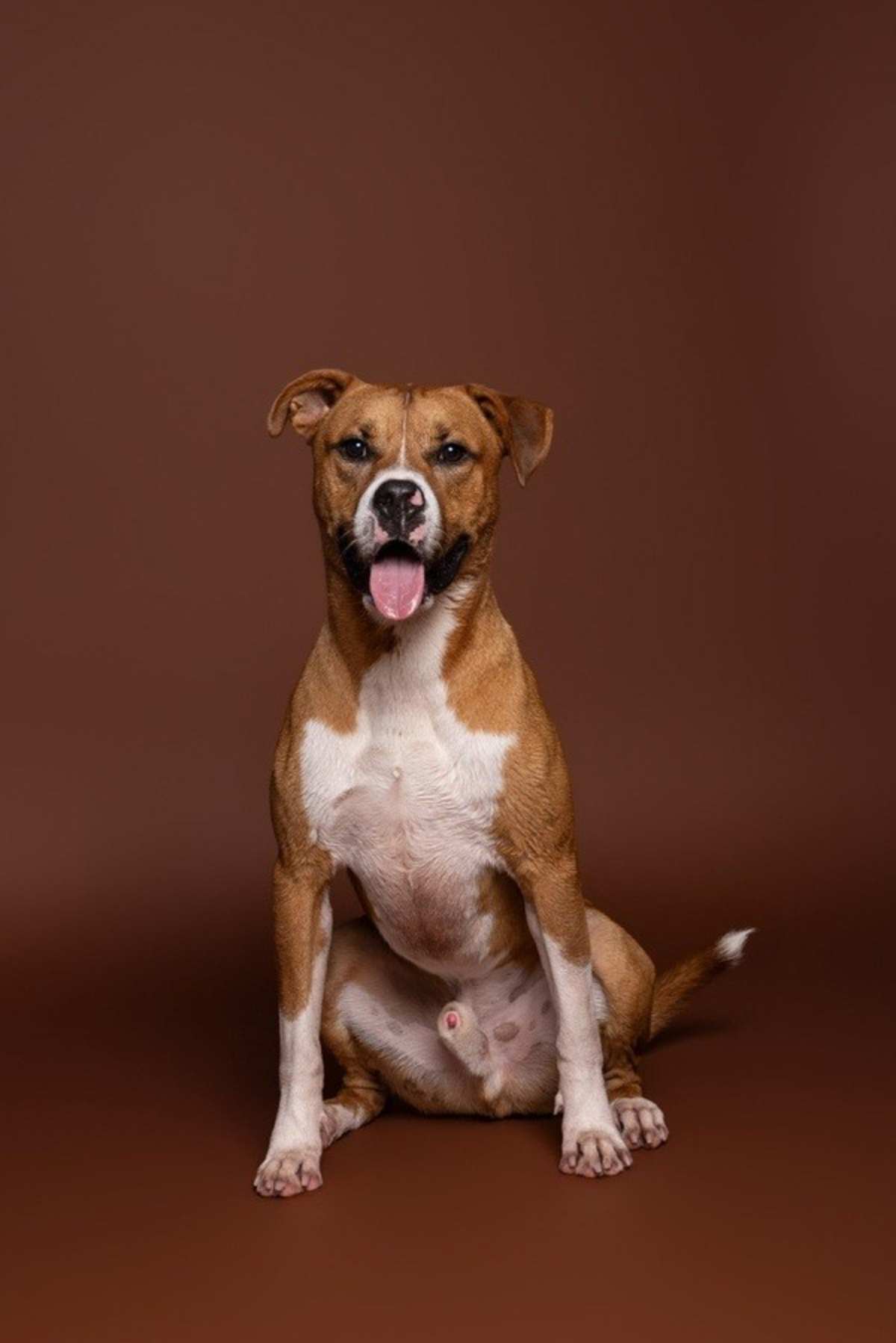 BARRY - American Pit Bull Terrier available for adoption