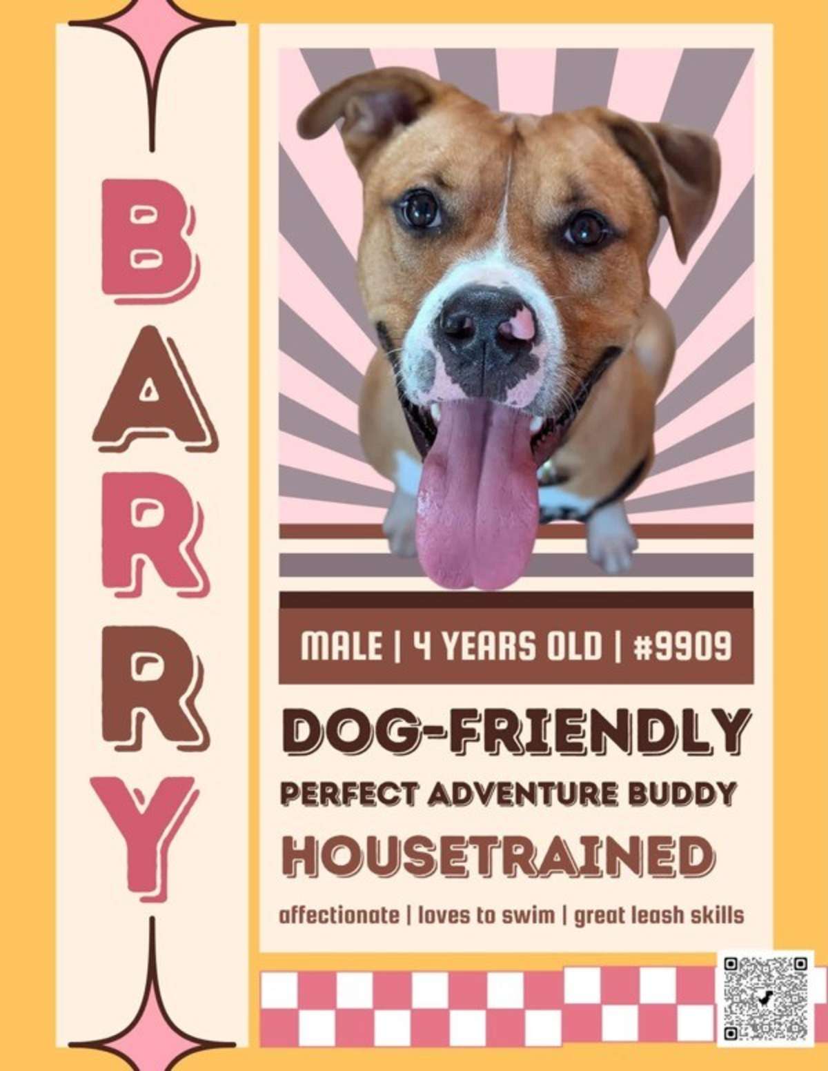 BARRY - American Pit Bull Terrier available for adoption