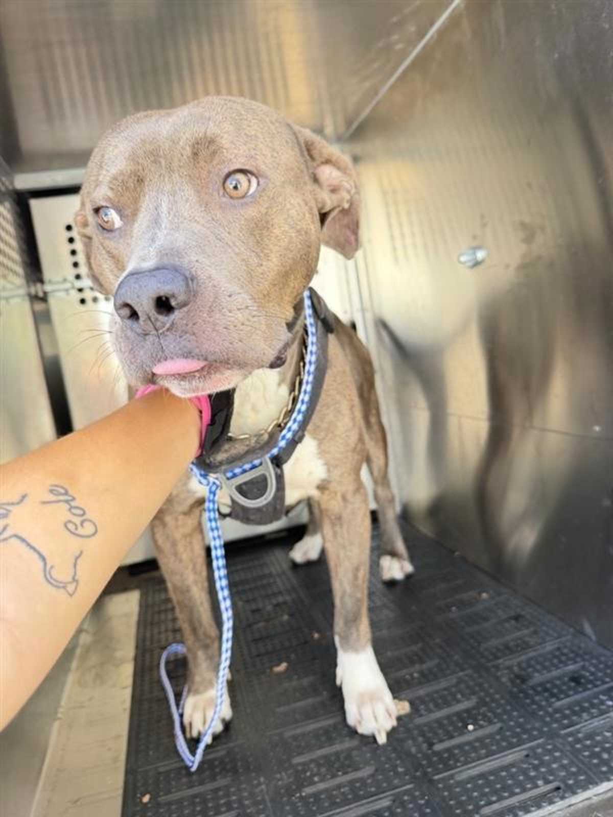 OTIS - American Pit Bull Terrier available for adoption