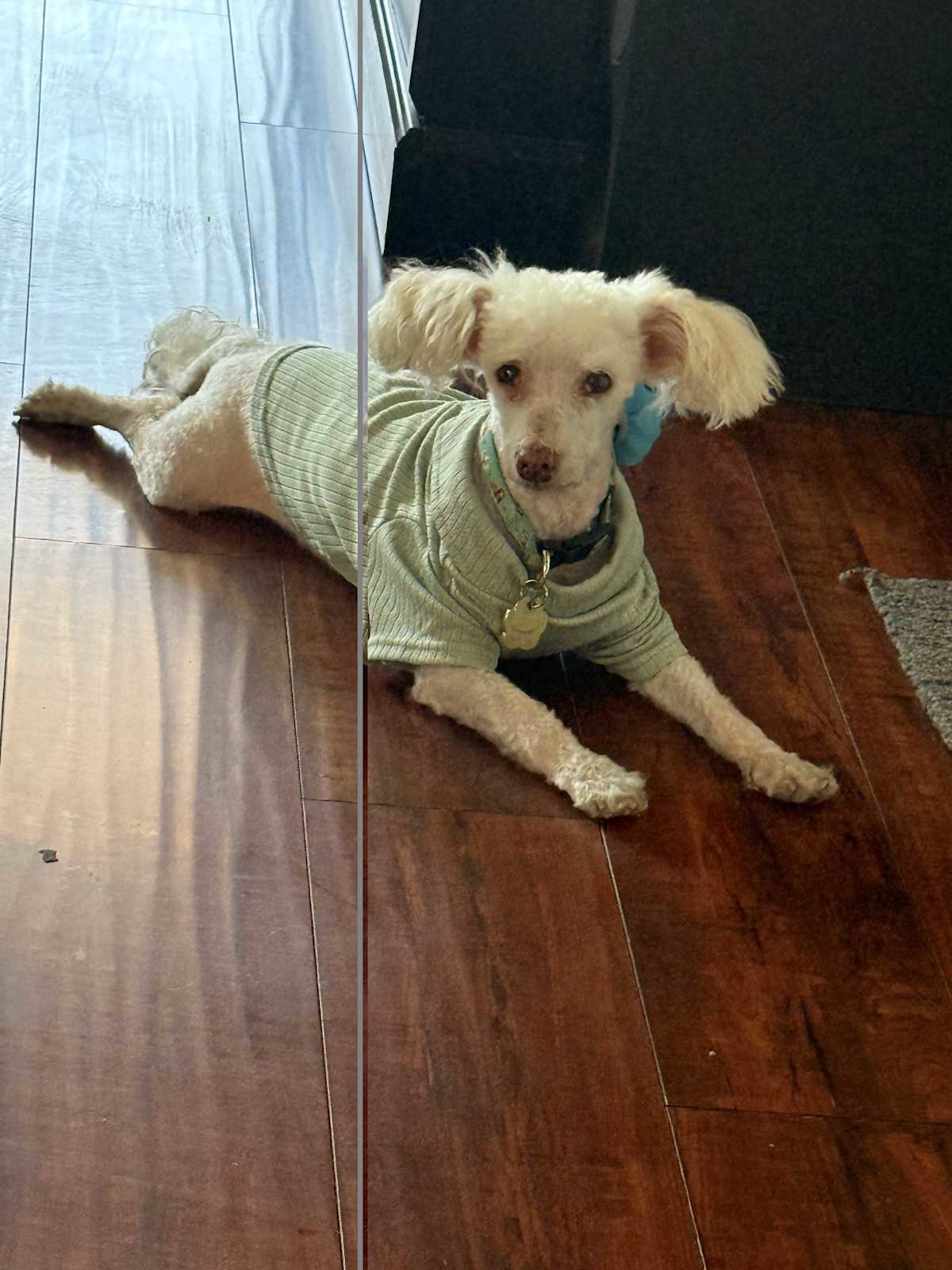 MEMO CP - Toy Poodle available for adoption