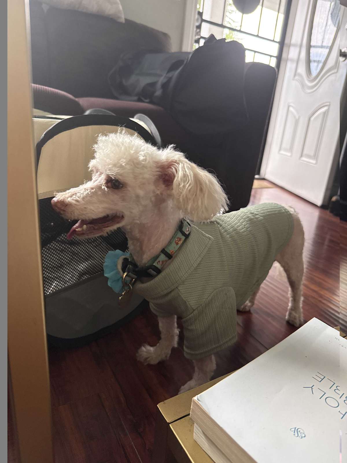 MEMO CP - Toy Poodle available for adoption