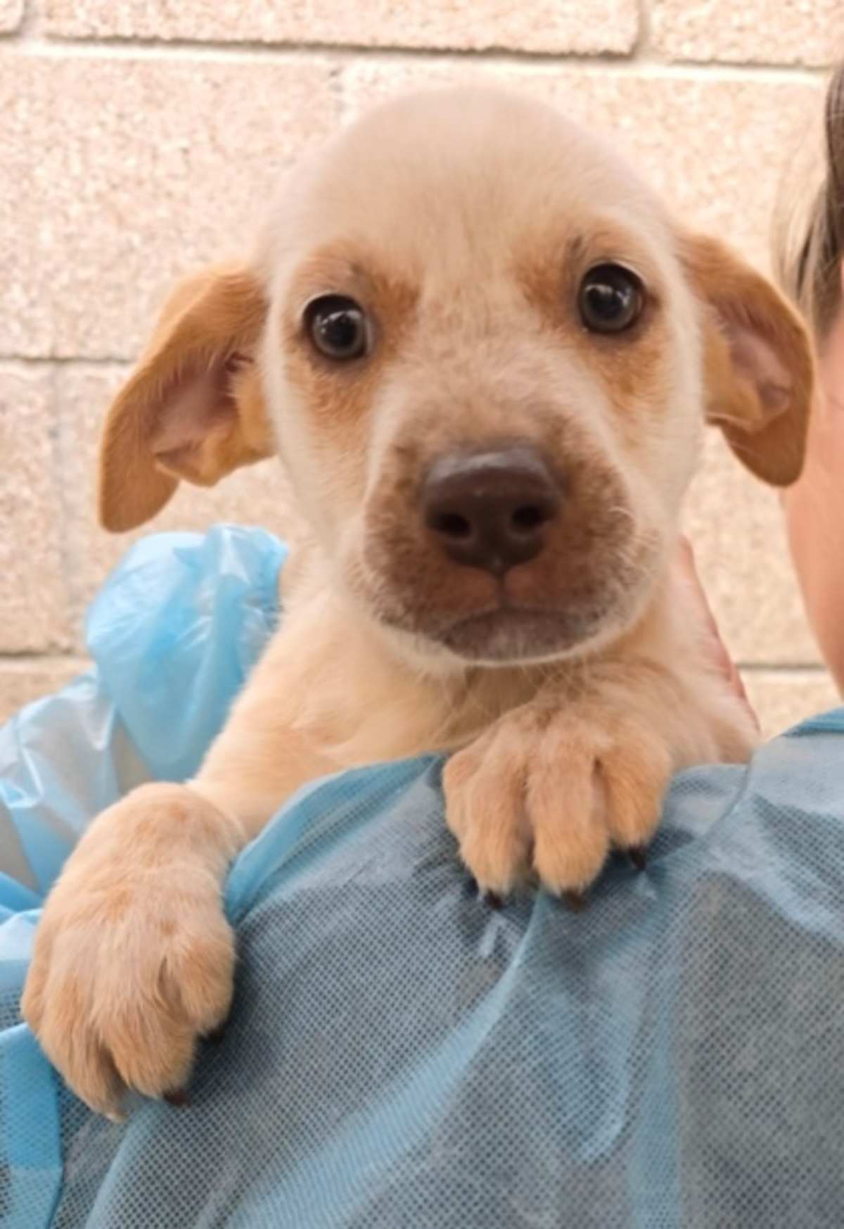 RED BULL - Australian Cattle Dog available for adoption