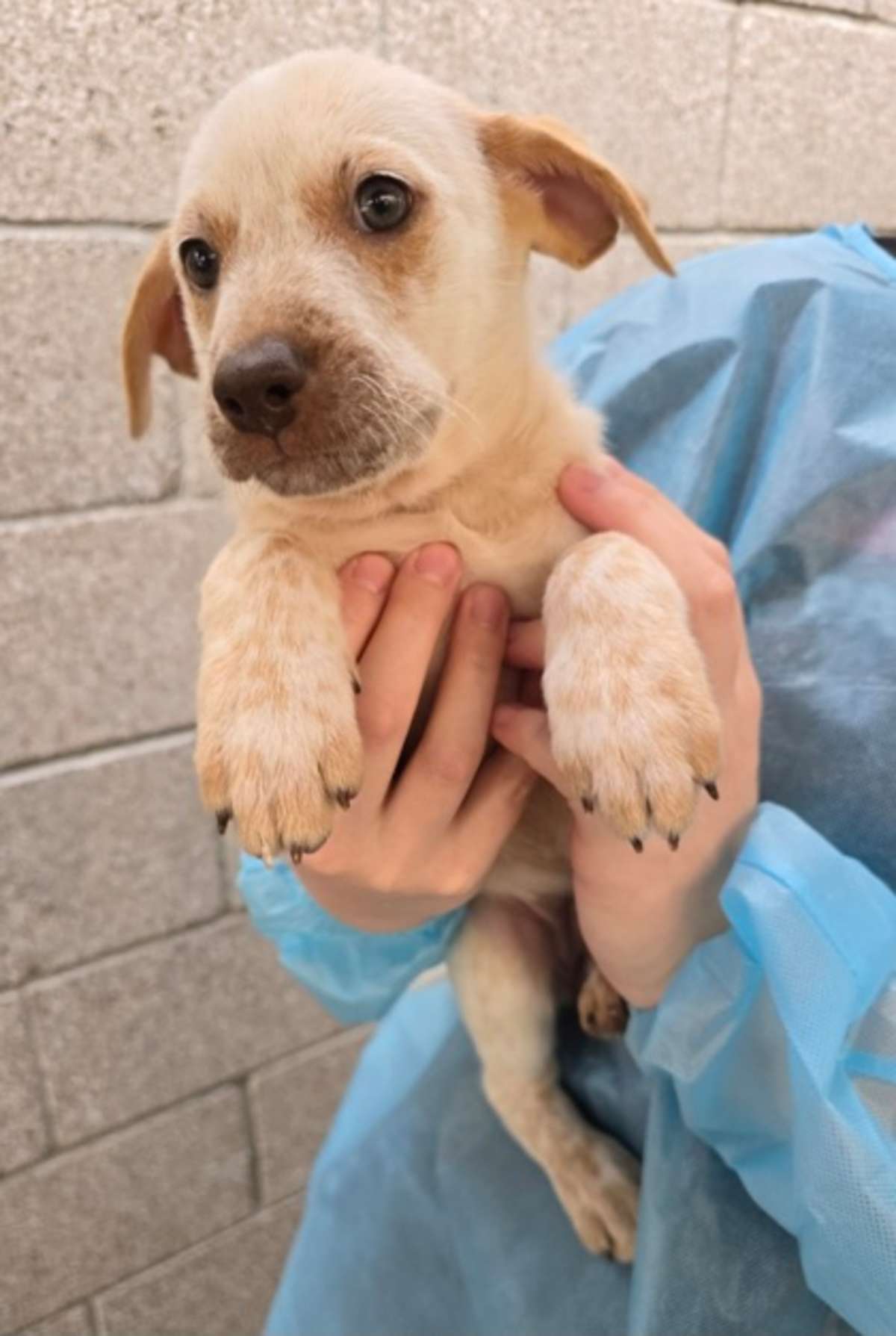 RED BULL - Australian Cattle Dog available for adoption