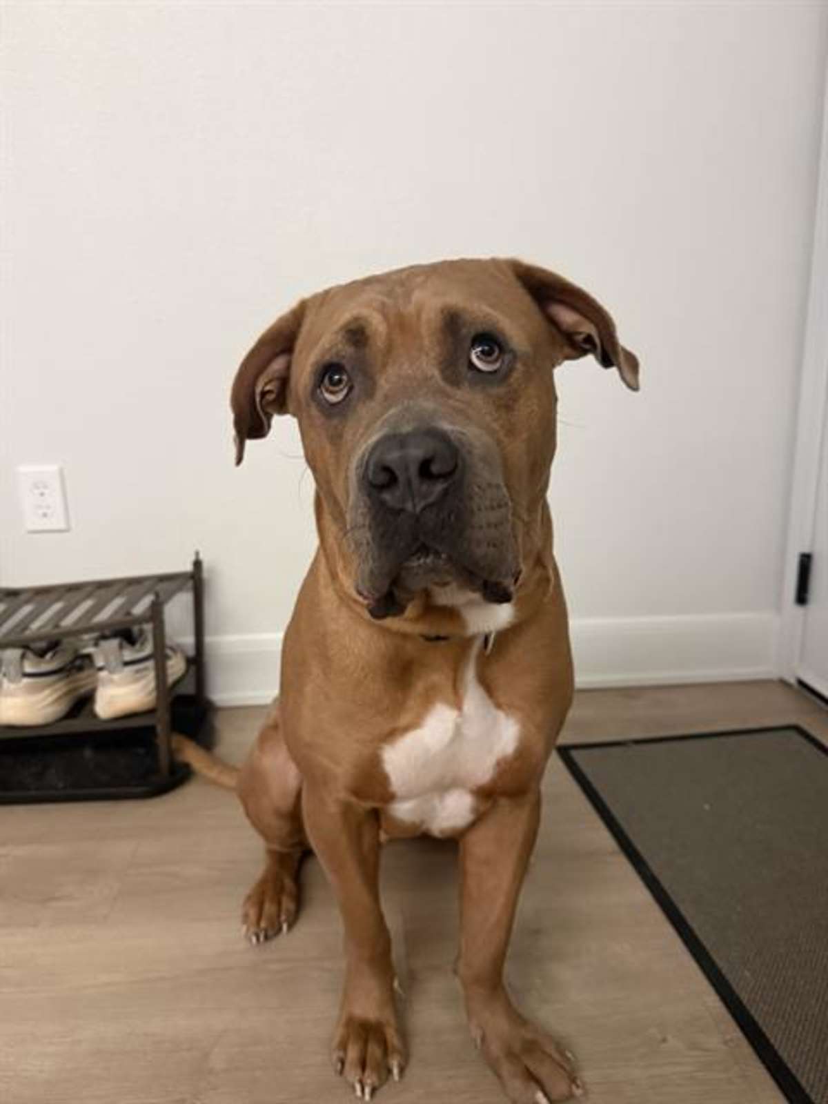 TRUMAN - Bullmastiff available for adoption