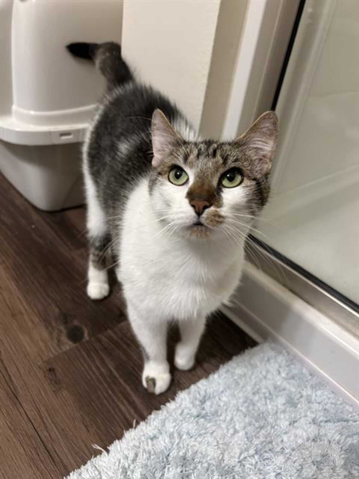 TUNA - Domestic Shorthair for adoption in Charlotte