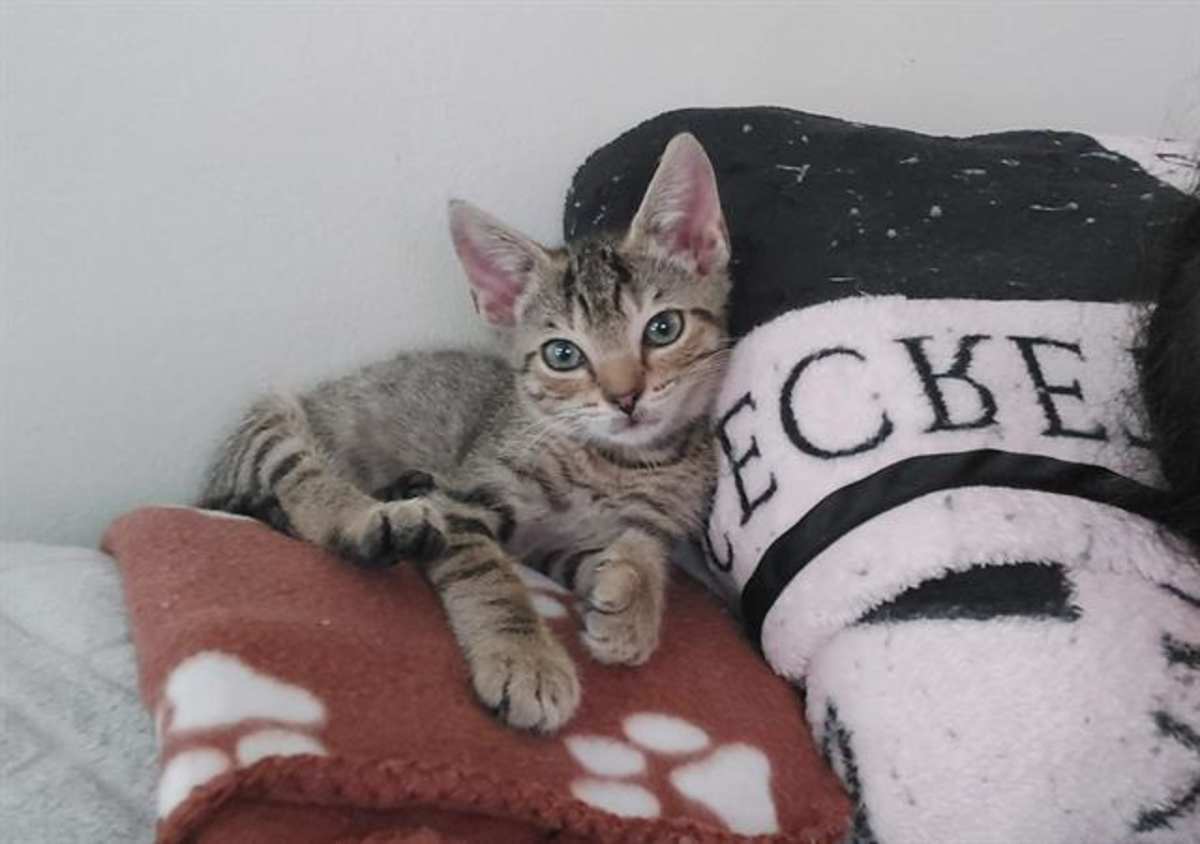 ARCHER - Domestic Shorthair available for adoption