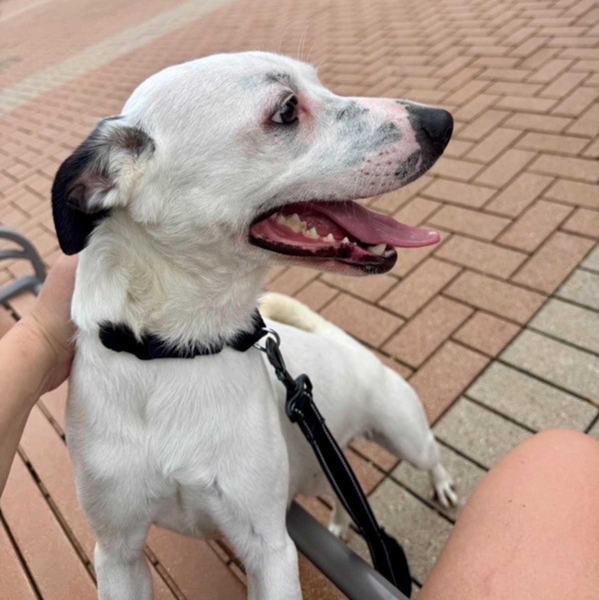 LOLA - Border Collie / Australian Cattle Dog available for adoption