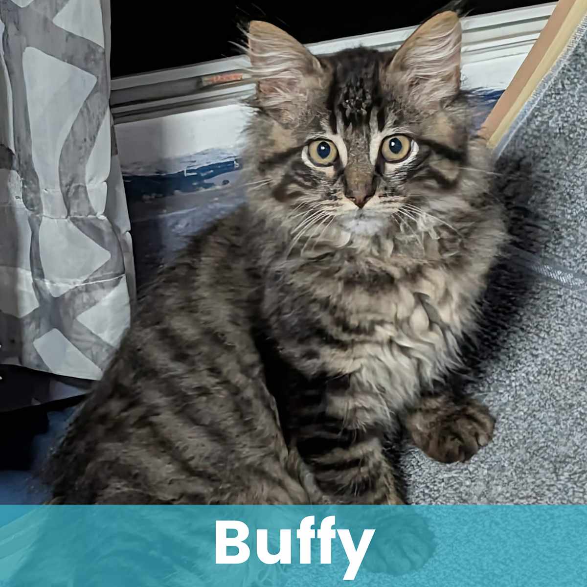 BUFFY - Domestic Longhair available for adoption