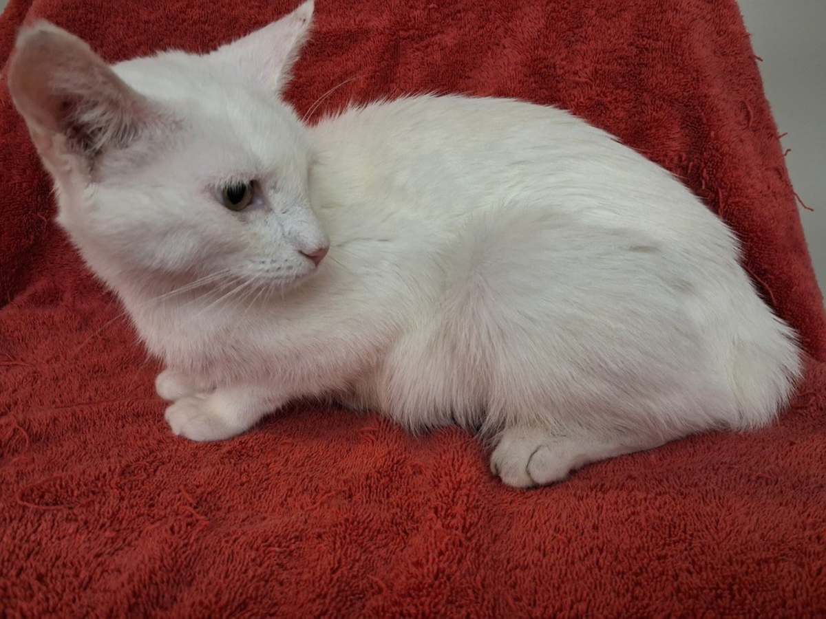 OLIVIA WALTON - Domestic Shorthair available for adoption