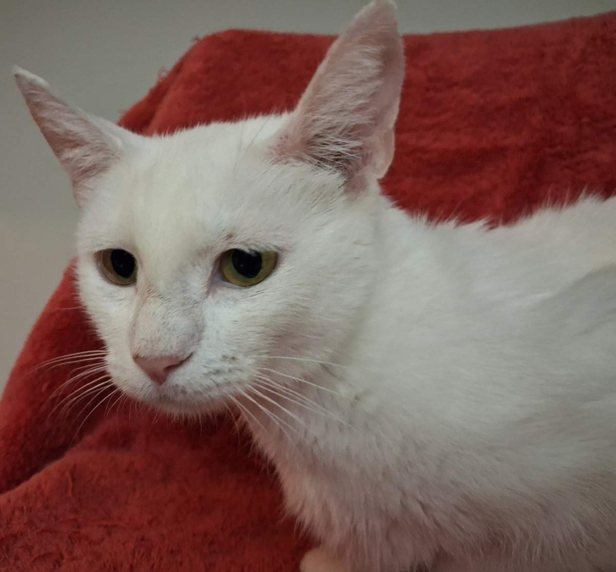OLIVIA WALTON - Domestic Shorthair available for adoption