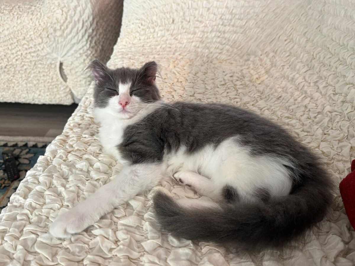BUBBLES - Domestic Mediumhair available for adoption