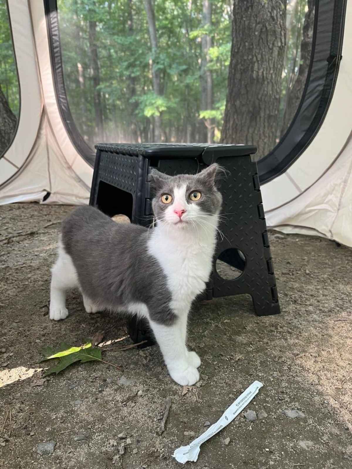 BUBBLES - Domestic Mediumhair available for adoption