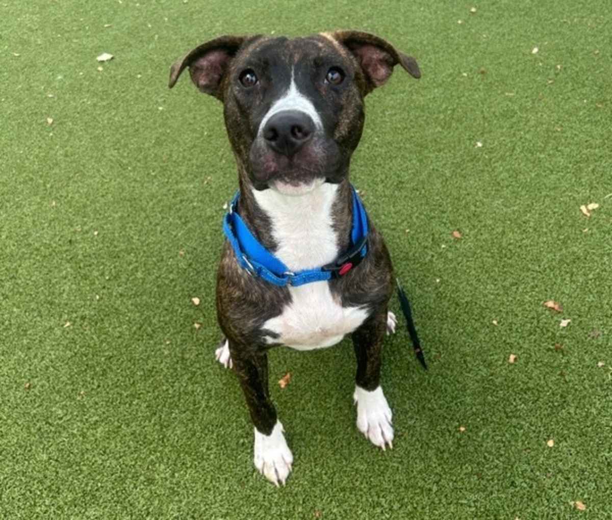 LUNCH BOX - Bull Terrier available for adoption