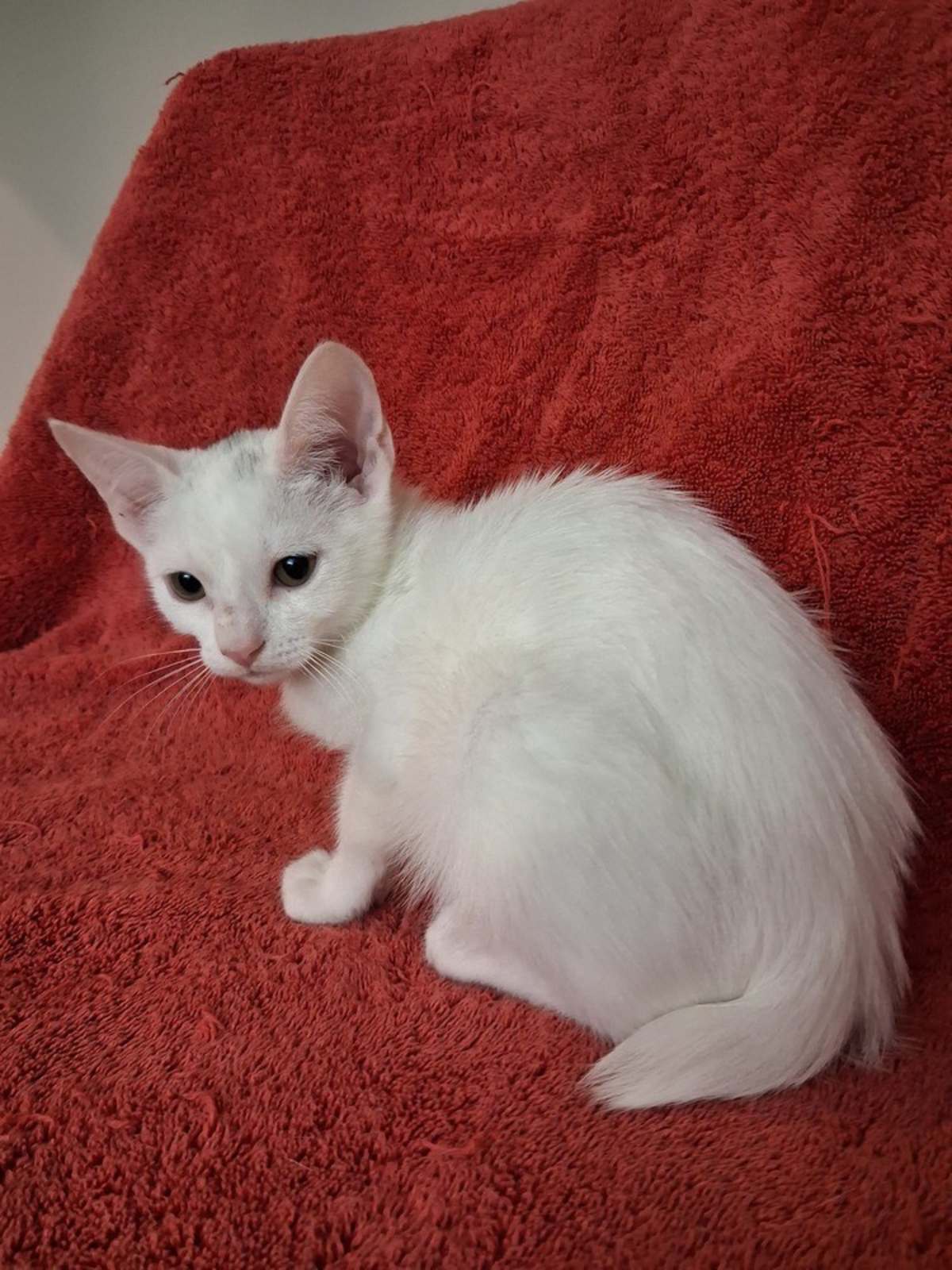 JOHN BOY - Domestic Shorthair available for adoption