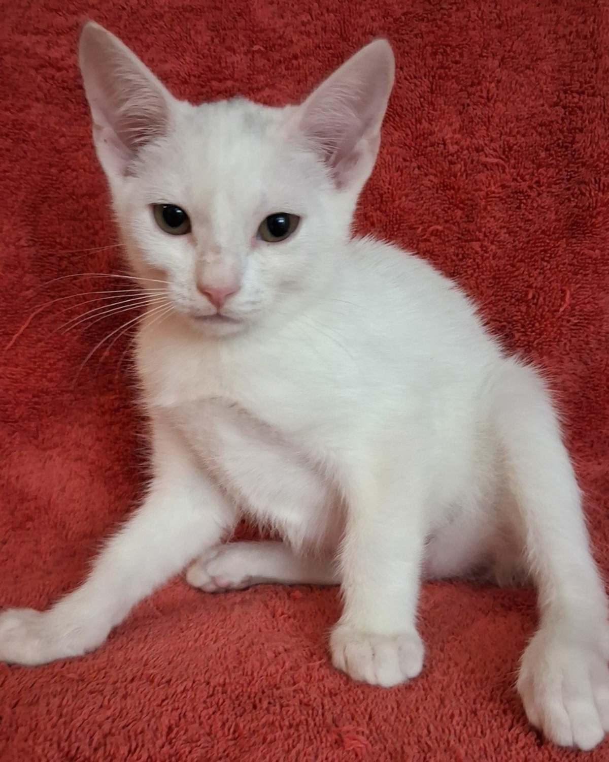 JOHN BOY - Domestic Shorthair available for adoption