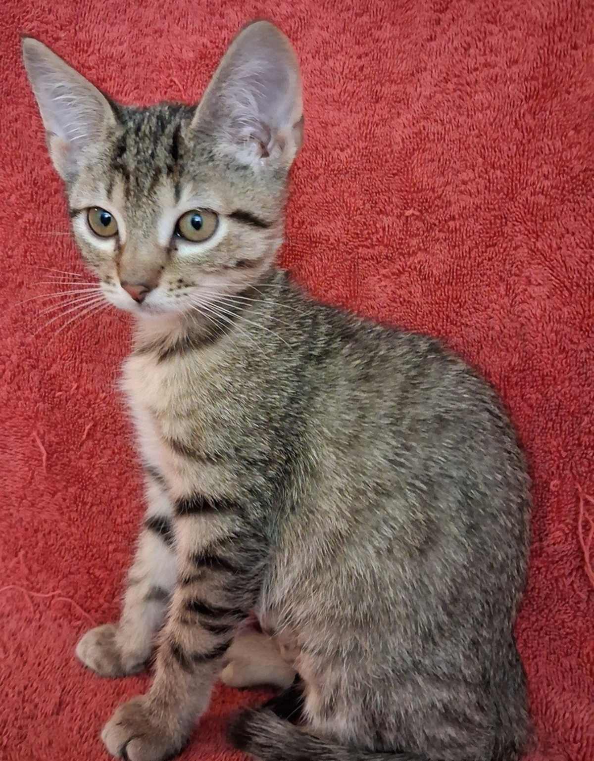 ERIN - Domestic Shorthair for adoption in Naperville
