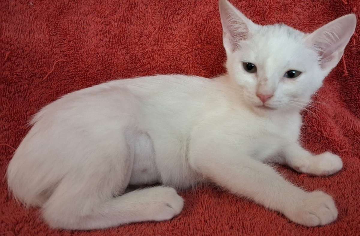MARY ELLEN - Domestic Shorthair for adoption in Naperville