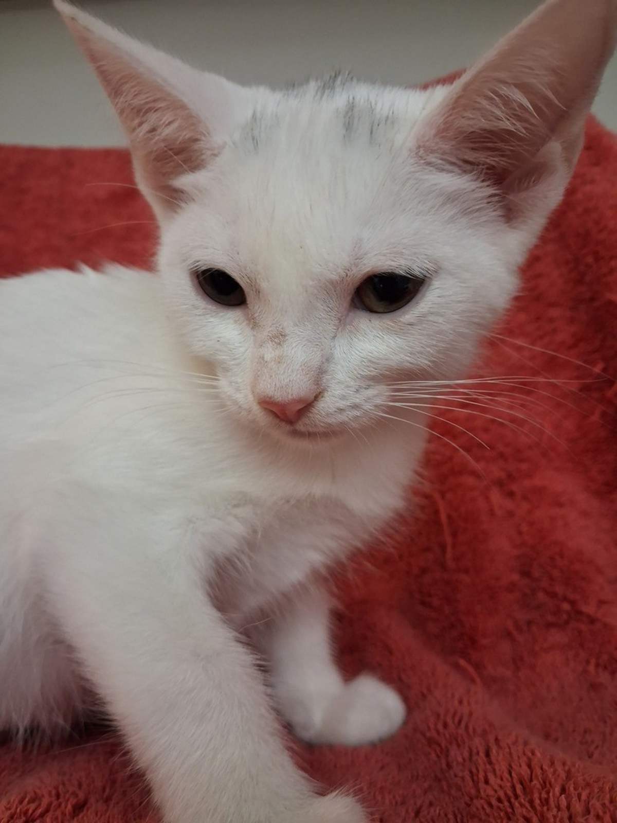 MARY ELLEN - Domestic Shorthair available for adoption