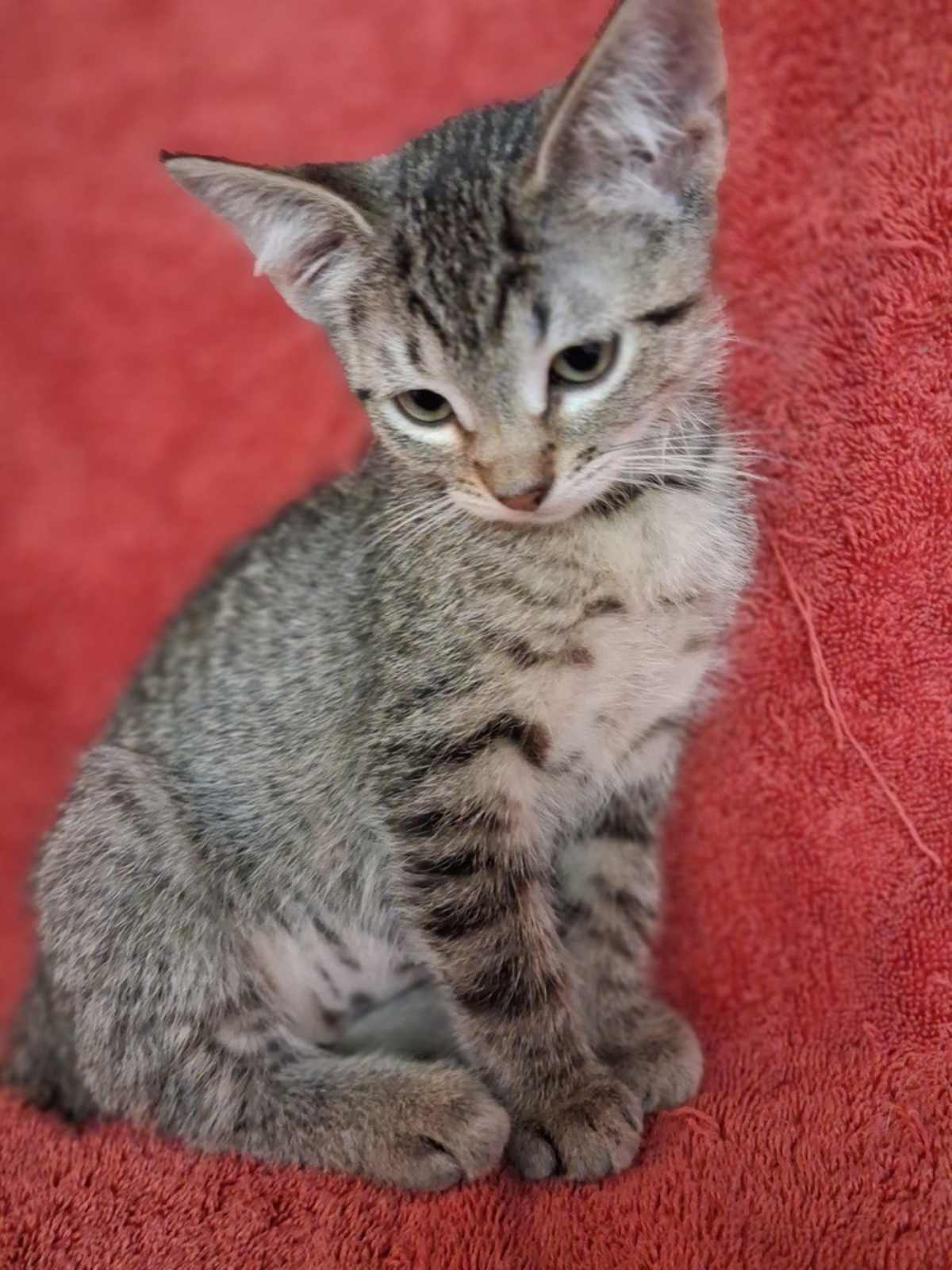 ELIZABETH - Domestic Shorthair for adoption in Naperville