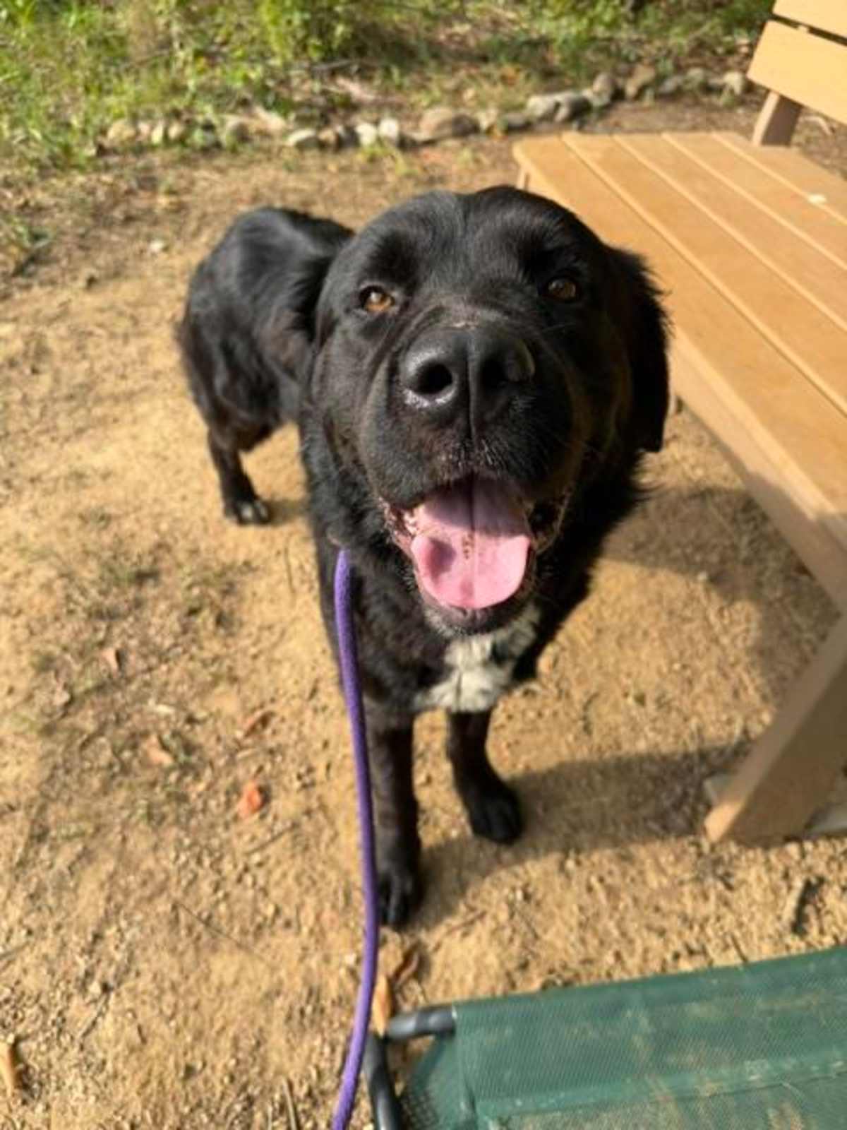 CLOONEY - Labrador Retriever available for adoption