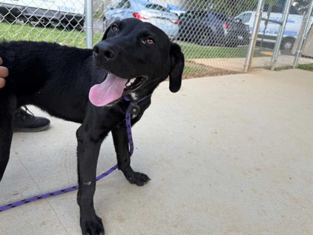 ANNABELLA - American Pit Bull Terrier available for adoption
