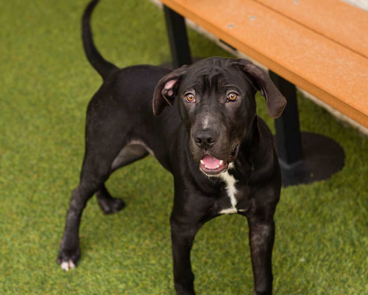 VADER - Labrador Retriever available for adoption