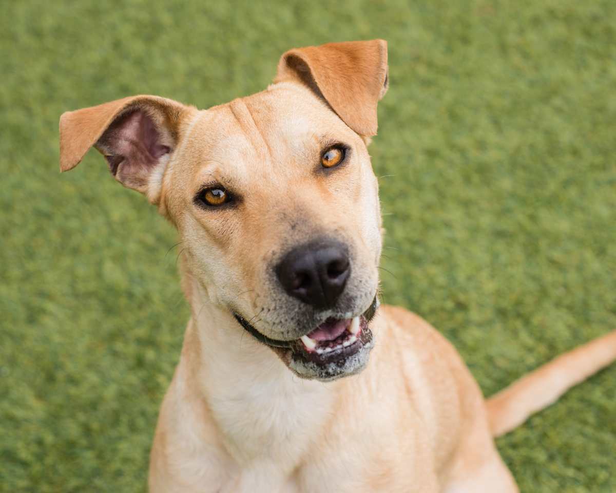 ROXIE - Labrador Retriever / Shar Pei available for adoption