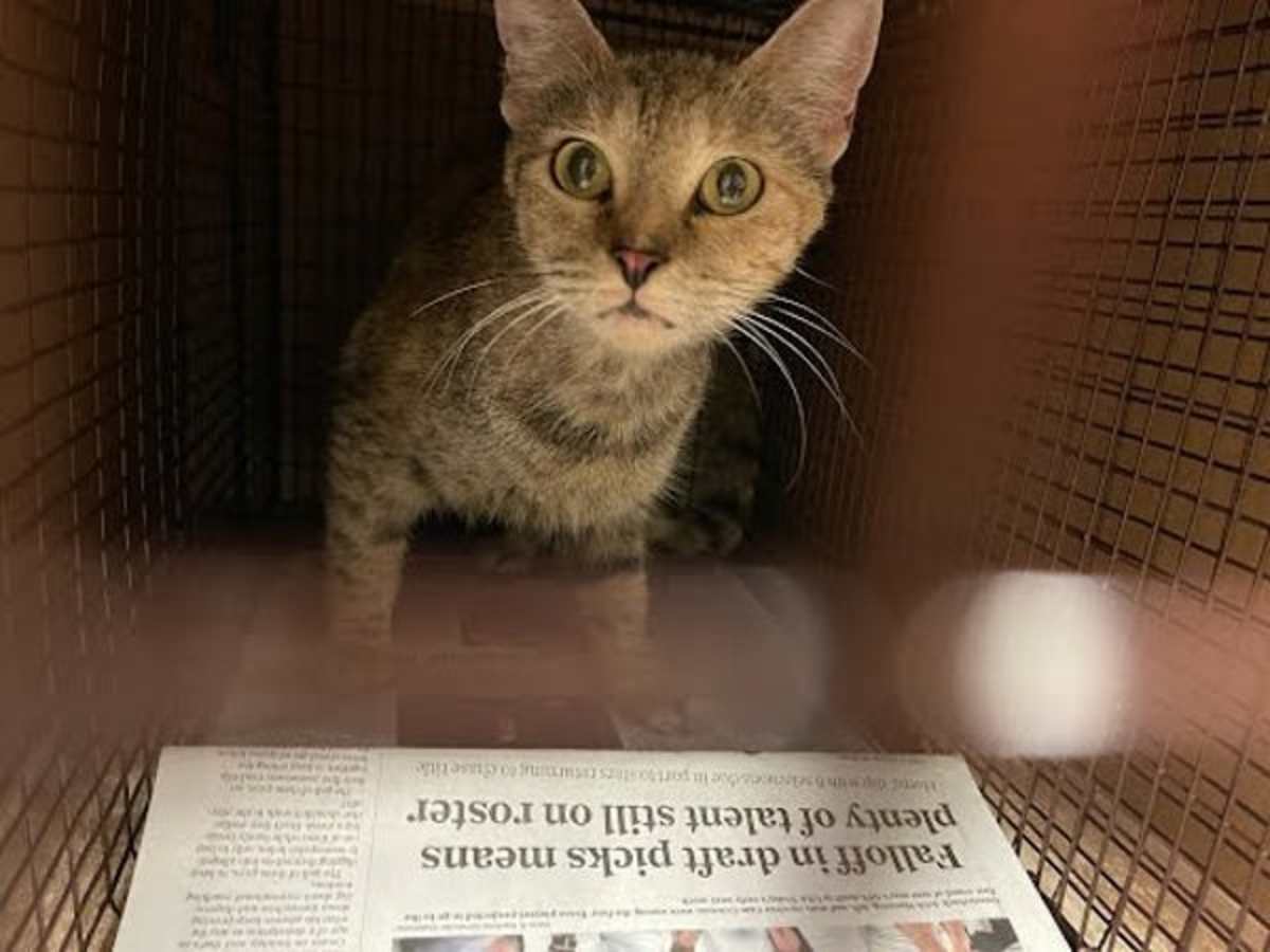 PEARL - Domestic Shorthair available for adoption