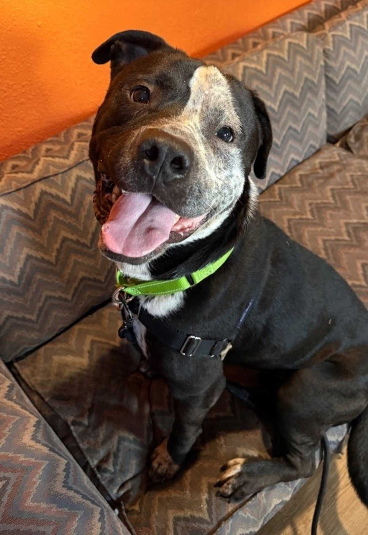 COOKYZ N CREAM - American Pit Bull Terrier available for adoption
