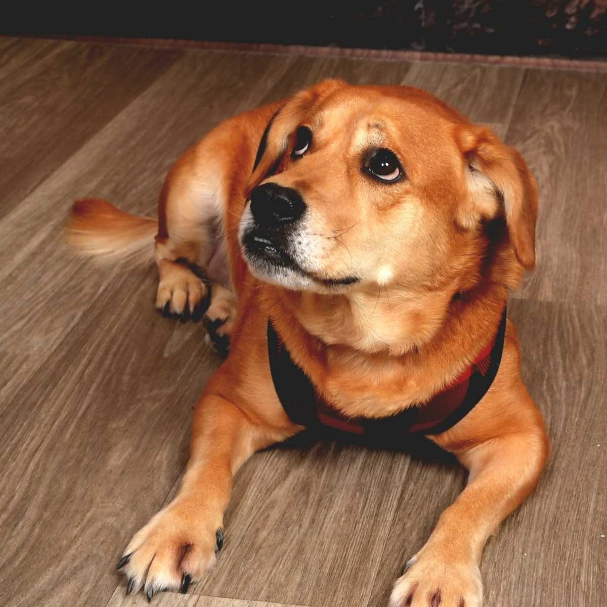 KHLOE - Chow Chow / Labrador Retriever available for adoption
