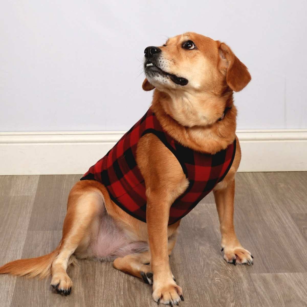 KHLOE - Chow Chow / Labrador Retriever available for adoption