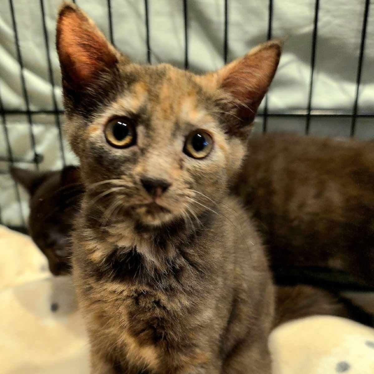 MISSY - Domestic Shorthair available for adoption