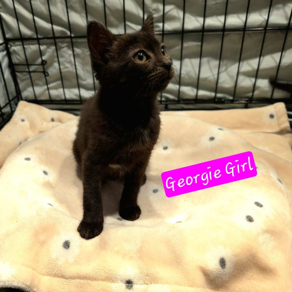 GEORGIE-GIRL - Domestic Shorthair available for adoption