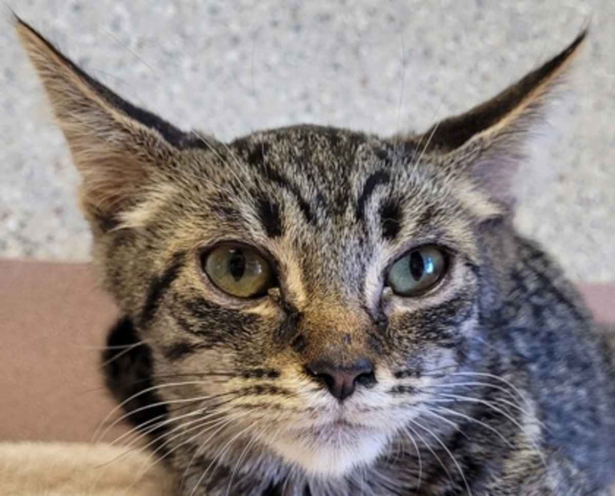 FRIJOLES - Domestic Shorthair available for adoption