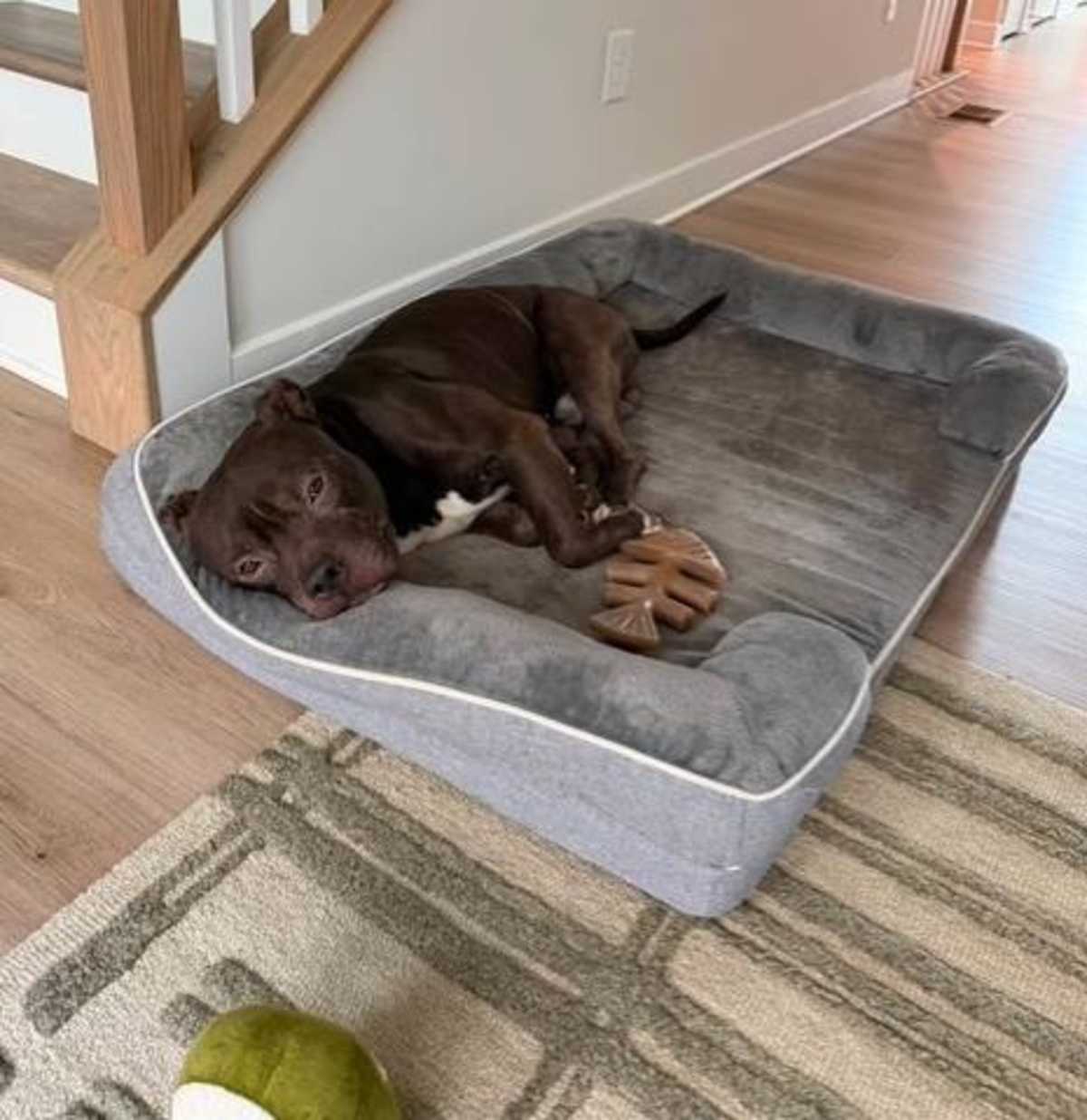 ANDY - American Pit Bull Terrier available for adoption