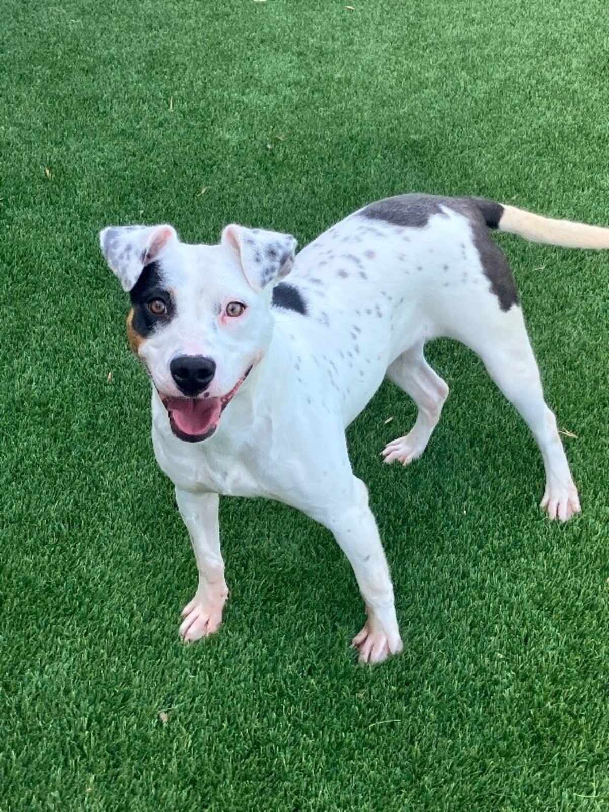 FIZZ - Beagle / Parson Russell Terrier available for adoption